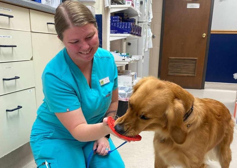 Carousel Slide 6: Veterinary Care for Dogs in Columbia, MO