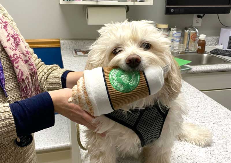 Carousel Slide 4: Healthy Start Plans for your puppy or kitten